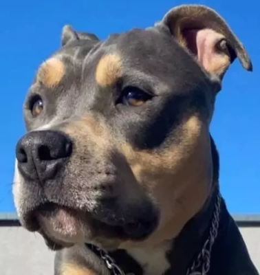 Étalon American Staffordshire Terrier - Obelix Du Délice D'Héra