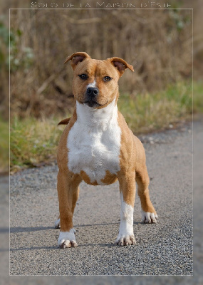 Étalon American Staffordshire Terrier - Solo De la Maison d'Este