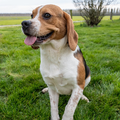 Étalon Beagle - Silver Des marais de courmont