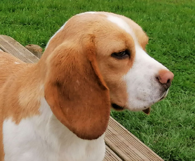 Étalon Beagle - Rocket ( rolex ) Des Chasseurs Du Temps