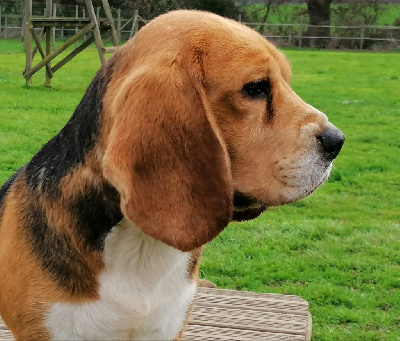 Étalon Beagle - Pixie De Loujennandre