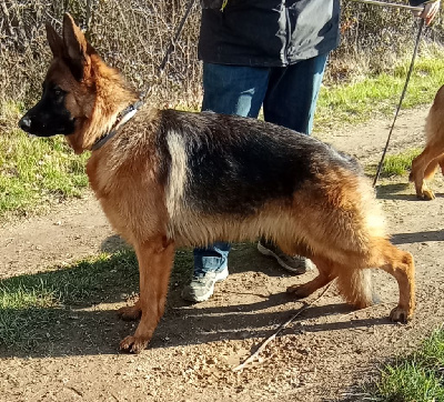 Étalon Berger Allemand - Samantha Du Roc De Grand Nourd