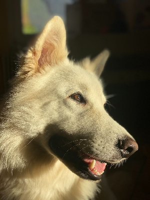 Étalon Berger Blanc Suisse - Oural (Sans Affixe)