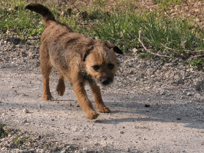 Étalon Border Terrier - Oups Des petites nouches