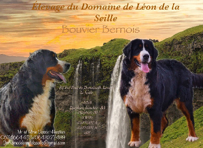 Étalon Bouvier Bernois - Pif paf pouf du Domaine De Léon De La Seille