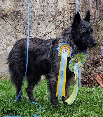 Étalon Bouvier des Ardennes - CH. Picaso dit loky Extrême de la Forge}