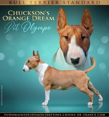 Étalon Bull Terrier - chuckson's Orange dream aka olympe