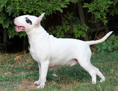 Étalon Bull Terrier - CH. Trick or treat No fun aloud