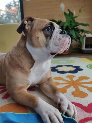 Étalon Bulldog continental - Pepper Des Boulling Stones