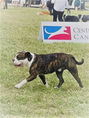Étalon Bulldog continental - CH. Paw patrol Des Dieux De L'arène