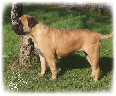 Étalon Bulldog continental - Roséa-bella de la Féerie de l'Hermine