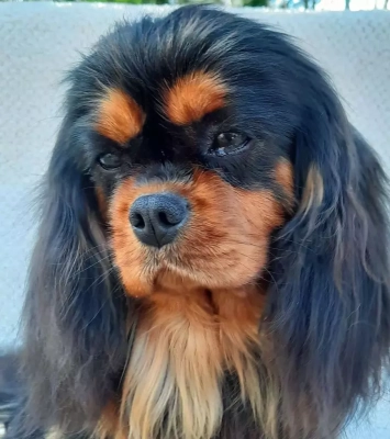 Étalon Cavalier King Charles Spaniel - Rebelle D'ysatis
