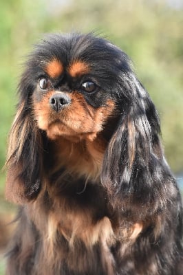 Étalon Cavalier King Charles Spaniel - Rosa bella Du Mas Ensoleillé