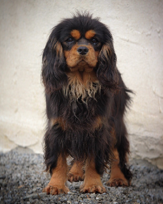 Étalon Cavalier King Charles Spaniel - Reussite des vents d'océan