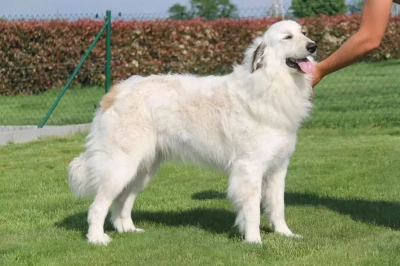 Étalon Chien de Montagne des Pyrenees - Shayna De Plaine Sapin
