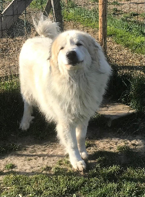 Étalon Chien de Montagne des Pyrenees - Laycko De la cascade de couplan