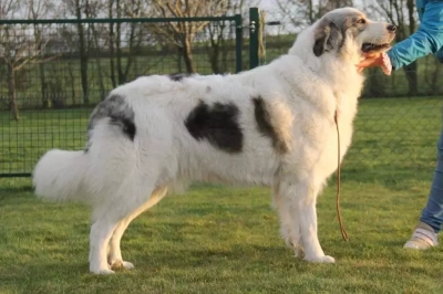 Étalon Chien de Montagne des Pyrenees - Nanouk du val de montserrat
