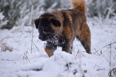 Étalon Chien de la Serra Estrela - Scylla das terras d'cister