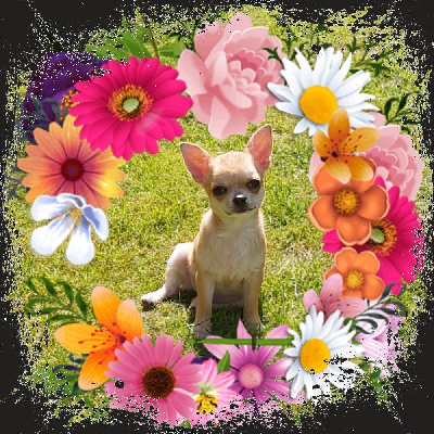 Étalon Chihuahua - Sister Des Petits Zamours