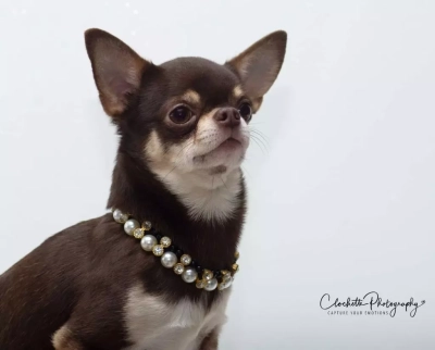 Étalon Chihuahua - Ohmaé Des graines de stars