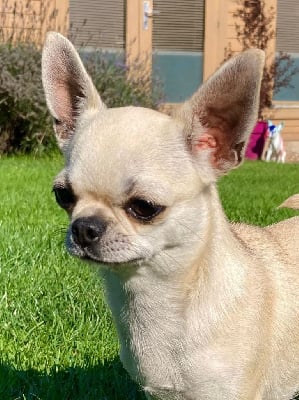 Étalon Chihuahua - Romy Du Manoir des Vieilles Pierres