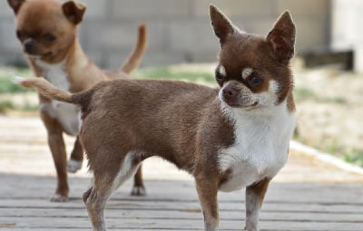 Étalon Chihuahua - Romy Du Castel Des Petits Coeurs