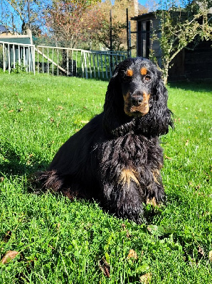 Étalon Cocker Spaniel Anglais - Rehane Of merrily