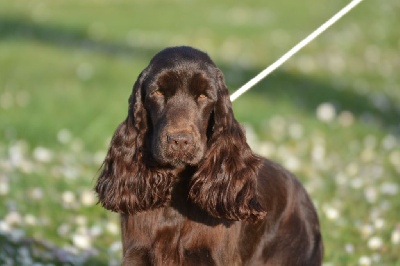 Étalon Cocker Spaniel Anglais - Nuszka des coleres de Zeus