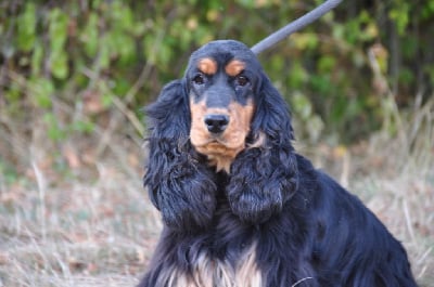Étalon Cocker Spaniel Anglais - O hara des coleres de Zeus