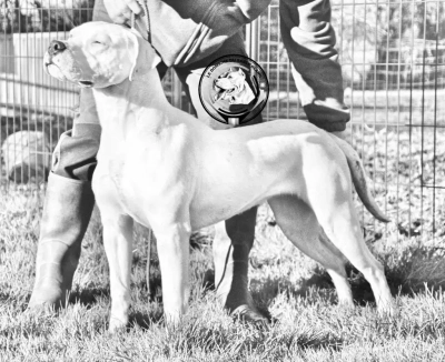 Étalon Dogo Argentino - Santa catalina du Domaine du Sable Blanc