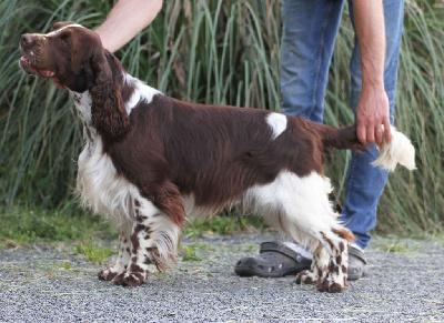 Étalon English Springer Spaniel - Oliver in Shade of Pure
