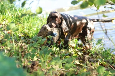 Étalon Field Spaniel - TR. CH. noblefield's Dream du kreizker