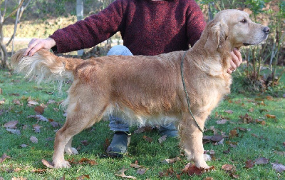 Étalon Golden Retriever - New story Du plateau des abeilles