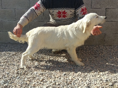 Étalon Golden Retriever - Simba (Sans Affixe)