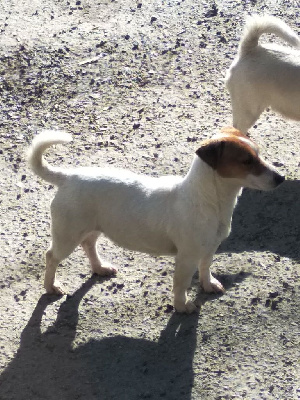 Étalon Jack Russell Terrier - Preytty du Terrier de Lafont de La Gartempe
