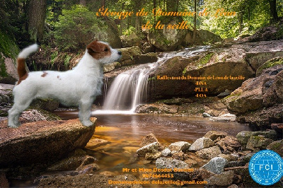 Étalon Jack Russell Terrier - Raffles tout du Domaine De Léon De La Seille