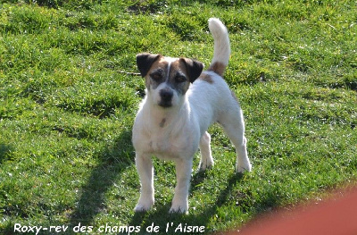 Étalon Jack Russell Terrier - Roxy-rev des champs de l'Aisne