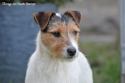 Étalon Jack Russell Terrier - Sawyer des Hauts-Marizys