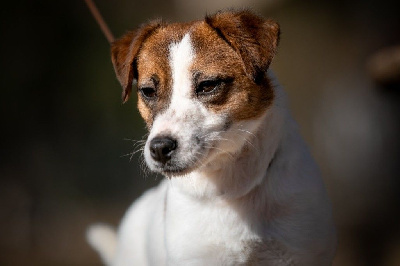 Étalon Jack Russell Terrier - Panthera du Bois de Compiègne