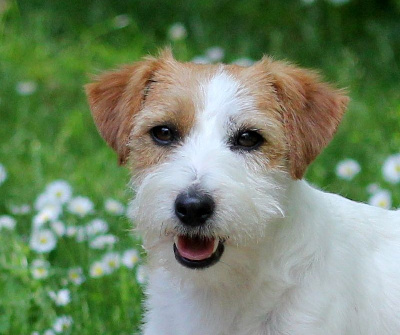 Étalon Jack Russell Terrier - Katharsis amigojack