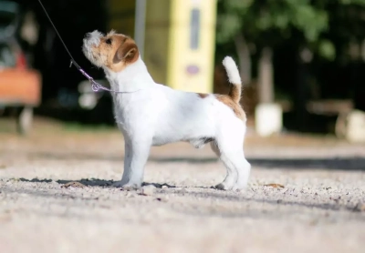 Étalon Jack Russell Terrier - Cullinan mr cipi's