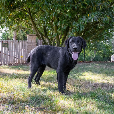 Étalon Labrador Retriever - Rilly Des marais de courmont