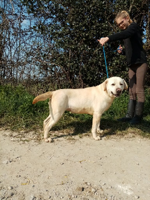 Étalon Labrador Retriever - Little charlie (Sans Affixe)
