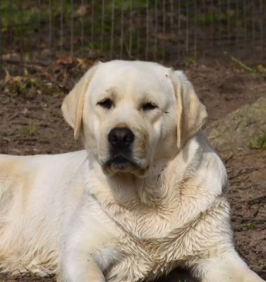 Étalon Labrador Retriever - Rita Du Moulin Sault