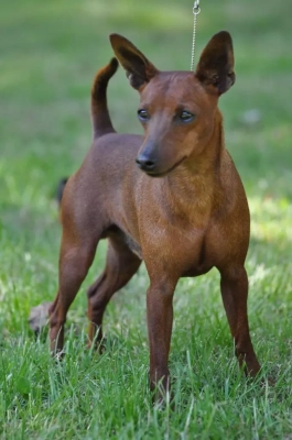 Étalon Pinscher nain - CH. Verde fury dragonfly fiery