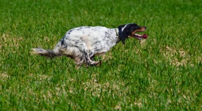 Étalon Setter Anglais - CH. Ostin du Gourg D'Enfer