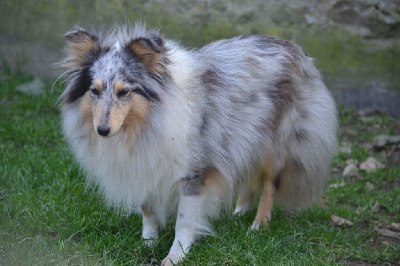 Étalon Shetland Sheepdog - Rosie des nains du jardin de cathy