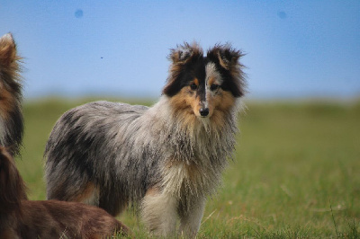 Étalon Shetland Sheepdog - She seems to be a dream Of Vanook's Garden
