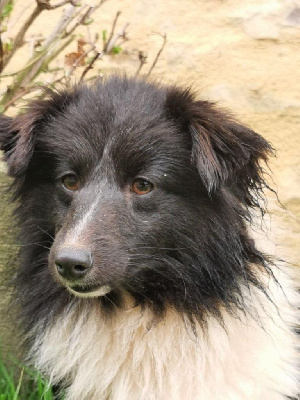 Étalon Shetland Sheepdog - Reine noire du mont de la chenaie