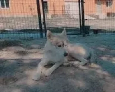 Étalon Siberian Husky - Phlamby (Sans Affixe)